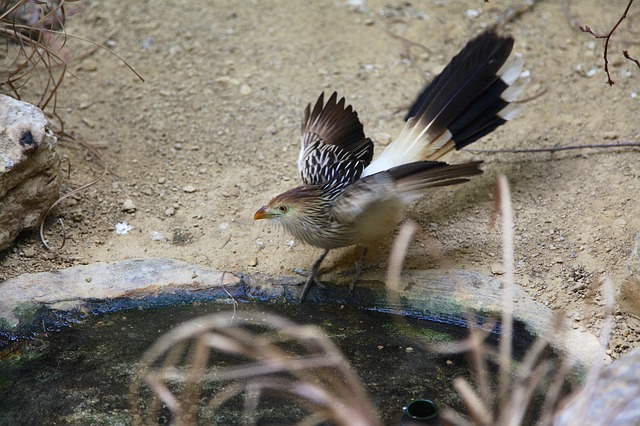 https://pixabay.com/photos/zoo-cuckoo-bird-colorful-4353412/